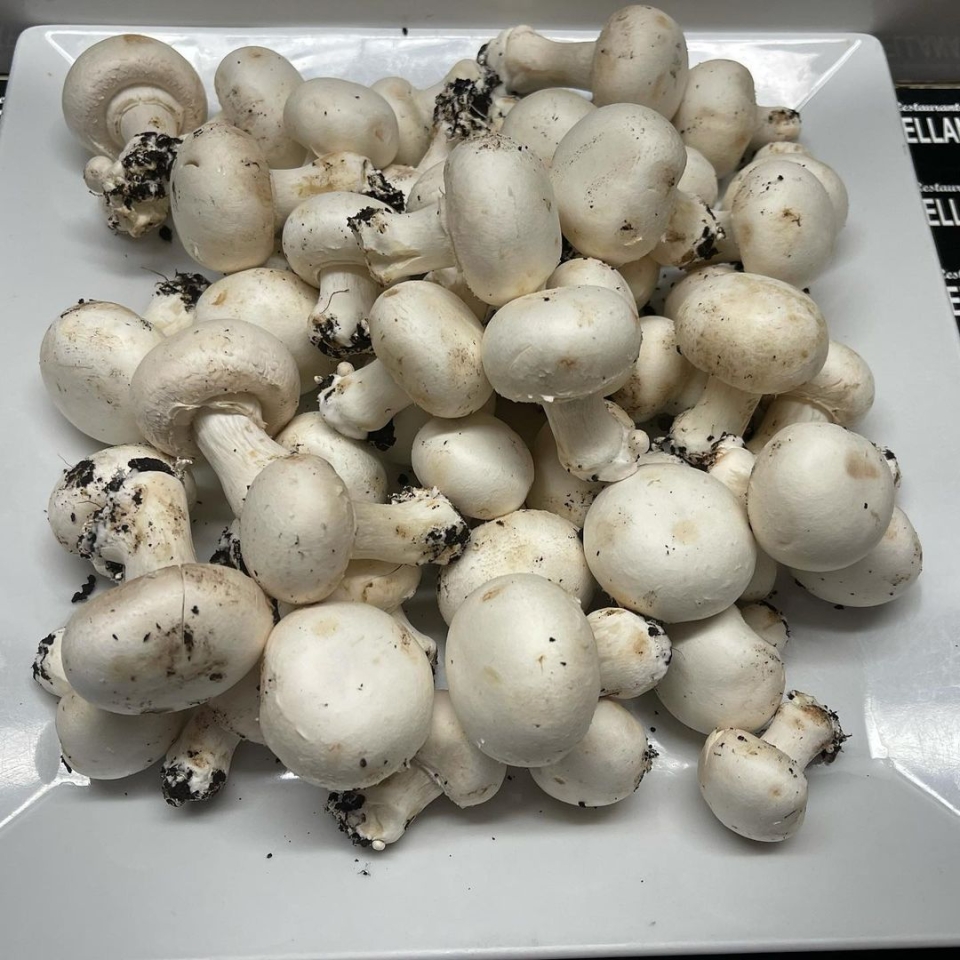 Champiñones para degustar solos o acompañados, con jamón, sepia , gambas, etc.