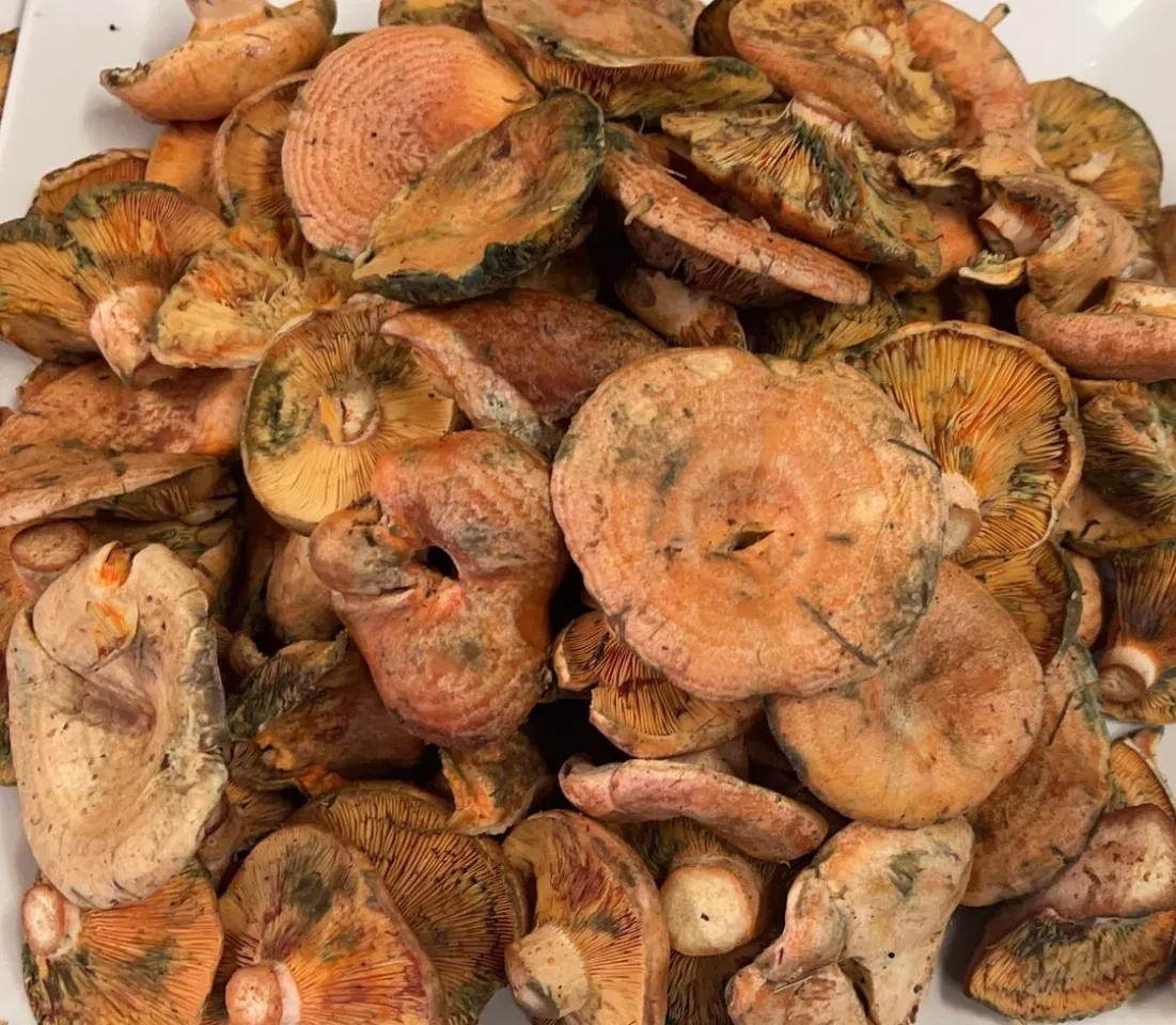 Sugerencias del día Buñuelos de bacalao Rovellons plancha Empanadillas de bonito Pies de cerdo con samfaina Sepia con alcachofas Solomillo ibérico con panaderas Albóndigas con tomate